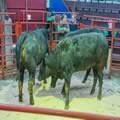 Cattle Show and Sale (12)